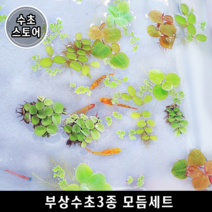 [수초스토어] 이쁜 부상수초 3종모듬세트 / 구피 새우 어항 쉬운 수초 예쁜 수경식물 공기정화식물 은신처 초보 피시티아 필란터스 플루이탄스 아마존 프로그비트 생이가래 쿠쿠라타
