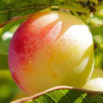 [충북농원] 썸머뷰티 자두 나무 묘목 - 접목1년생상묘, 단품