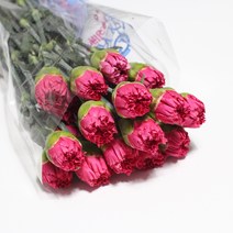 진핑크 콜롬비아 카네이션 1단 20송이 생화택배 (고속터미널꽃시장 직배송) 꽃예꽃, 취소처리(취소선택시 다른꽃변경불가), 금~일요일 구매시 (화요일 도착)