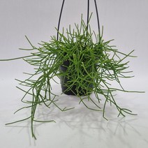 립살리스 카스타