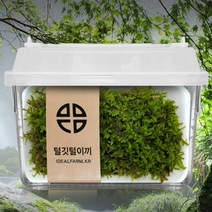 방울 토마토 모종 당뇨에좋은과일 효능 도마토 심기 키우기 유기농 그림봉투