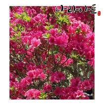 철쭉 석암 대왕철쭉 묘목 조경 정원가꾸기 취미분재 분재용철죽 조경나무 화분 나라아트, 01.왜철쭉(석암)