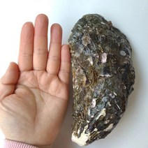 직접생산 산지직송 수출용 삼배체굴 이배체굴 개체굴 캠핑 홈파티, 프리미엄 삼배체굴1kg