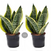 트리앤 1+1 금전수 산세베리아 돈나무 수퍼바 스투키 상토흙 공기정화식물 미세먼지제거식물, 05 1+1 .수퍼바 +수퍼바 1개