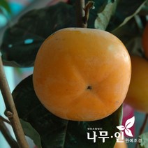 [나무인] 단감나무 결실주 R2~3, 1개