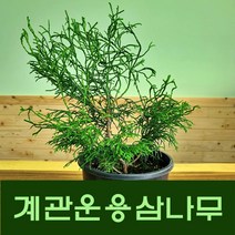 세종식물원 조경 관상수 신품종 계관운용삼나무 21cm화분