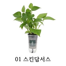 [수경재배] 관리가 쉬운 실내공기정화식물 10종 학교 사무실 어린이집, 01_스킨답서스