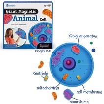 특대형 자석 동물 세포 구조 모형 DRU과학교구