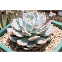 오렌지먼로금대품 다육이화분 키우기쉬운 다육식물 다육이금