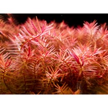 [상상수족관] 키우기 쉬운 로타라sp. 홍콩, (특가) 20촉