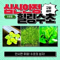 [수초킹] 심신안정 힐링수초 3종세트 / 구피 새우 치어 치비 암브리아 로타라 인디카 홍콩 루드위지아 구피수초 수초 수초전문 수초도매 부상수초 초보 어항 수초세트, 3종 6촉(피시티아3촉+브릭샤숏1촉+하이그로필라2촉)