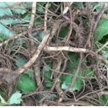 머위종근40주 #머위종근#머위건재 #머위효과#머위대 #머위종근재배 #머위효과