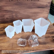 다육이 삽목포트 반투명 식물번식 가지꽂이 홈가드닝 허브 텃밭정원 초보자용 눈꽃이, 표준10cm