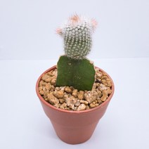 인플랜츠팜 비모란 백소정 선인장 분갈이 없이 키우는 선인장 화분 반려식물