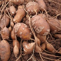 [땅끝파머스] 수퍼아피오스 (인디언감자) 가정용 3KG 5KG 10KG (크기골고루) / (종자용 종근-별도판매/줄기달린상태배송) - 해남 직송, 1개