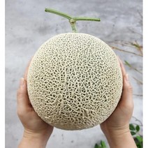 이화원 당도 높은 고당도 머스크 멜론 선물 세트 8kg 4입 과일 추석 코스트코