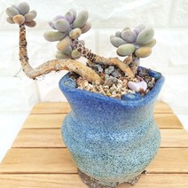 아메치스 3두 목대 키우기 쉬운 다육 랜덤발송 분포함2꺽1-220, 단품