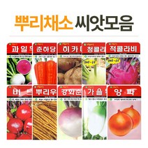 뿌리채소 씨앗, 가을무