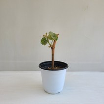 온누리농원 샤인머스켓 공기정화식물 반려식물