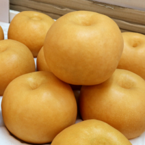 프리미엄 국내산 배 선물세트 7.5kg 특대과 10과 내외 나주배 성환배 신고배 명절용 제수용, 7.5kg (제수용 / 8~12과내))