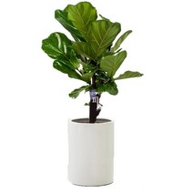 플라워피아 대형화분 개업화분 축하화분 승진 이사선물 공기정화식물 꽃배달서비스, 떡갈고무나무(중형)