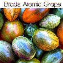 아토믹 그레이프 Atomic Grape 방울토마토 달콤한 희귀토마토 교육체험용 세트