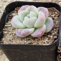 [다육식물]아이시그린, 1개