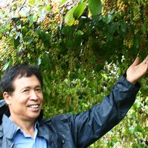 월악산 생 오미자 생과 5KG 담근청 10KG