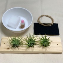 틸란드시아 실내공기정화식물 이오난사 키우기 틸란드시아이오난사 틸란시아 탈란드시아, 이오난사 화분대만들기 키트