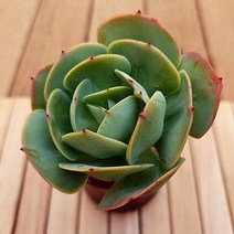 둥근잎 비취후리대 비취후리데 잎장이 예쁜 다육식물 분별도1-49, 단품
