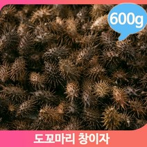 국화과 약초 창이자 600g 도꼬마리 열매 건강 한방