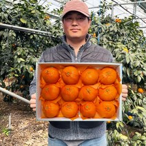 [제주농부직접보냄]22년12월수확 품질보장 제주 제철 귤 레드향 선물용 가정용, 5kg