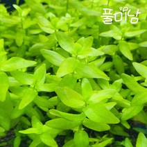 [풀미남] 워터바코파 5촉