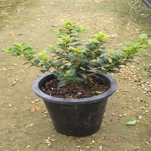 행복한꽃순이 미니은목서 호랑가시1, 1개