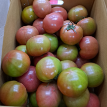 완숙토마토 찰토마토 5kg 1번2번3번4번 토스트용 쥬스용 샐러드용, 대과(1번)