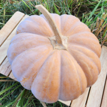 청정지역 늙은호박 3~12kg, 늙은호박 3kg