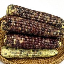 건강의정석 쫀득쫀득 맛있는 알콘달콘 찐 급랭 흑찰옥수수 검정옥수수, 1) 찐 냉동 흑찰옥수수 9개 (3개입x3팩)