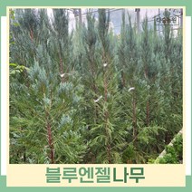 블루엔젤나무 묘목 7치화분 1개