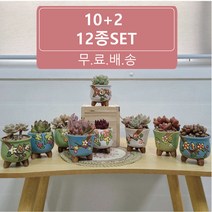 바로 꽃무늬 미니 다육이화분 12종, 12종세트