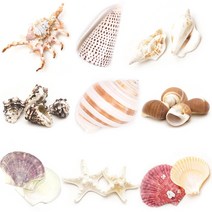 조개껍질 고둥 소라 불가사리 껍데기모음, 46 타공)하트소라 [10입]