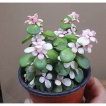 행복한꽃순이/무늬아악무(8cm), 20개
