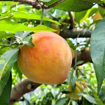 제철 햇복숭아 말랑이 털복숭아 2kg 9-11과 중대, 없음