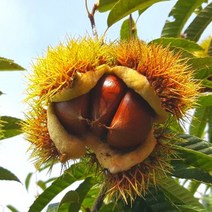 (2022년 수확 햇밤) 공주밤 정안 알밤 옥광밤 생밤 생율 햇밤 2kg 4kg, 칼집 알밤 대 4kg
