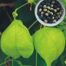 덩굴 풍선초 야생화 꽃씨 식물 종자 씨앗 품종 10립 _ 2023895EA, 쿠팡 본상품선택