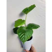 휘커스움베르타 중품 40~70cm 119