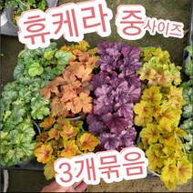 휴케라-중-3개묶음-사계절 내내 화려한 잎을 보여 주는 휴케라., 3개