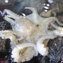 [씨쿡] 국내산 생물 남해안 활 쭈꾸미 1kg (15-20미), 단품