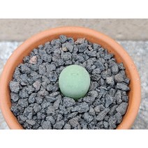 코노피튬/칼쿨러스 미니-2991 아프리카농장