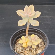 꽃다리 살구미인금 66 다육식물 다육금 아이만 배송