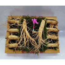 수삼1-4. 수삼선물세트 6년근 55 000 750g 9~10뿌리, 세척안함